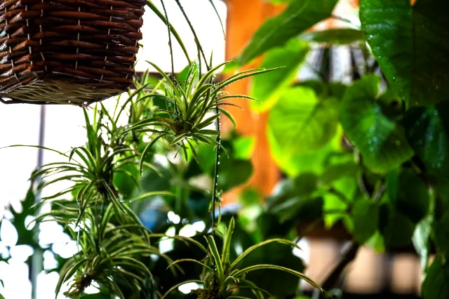GARDEN ＆ CAFE ROSY