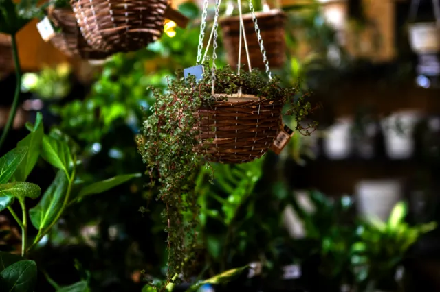 GARDEN ＆ CAFE ROSY